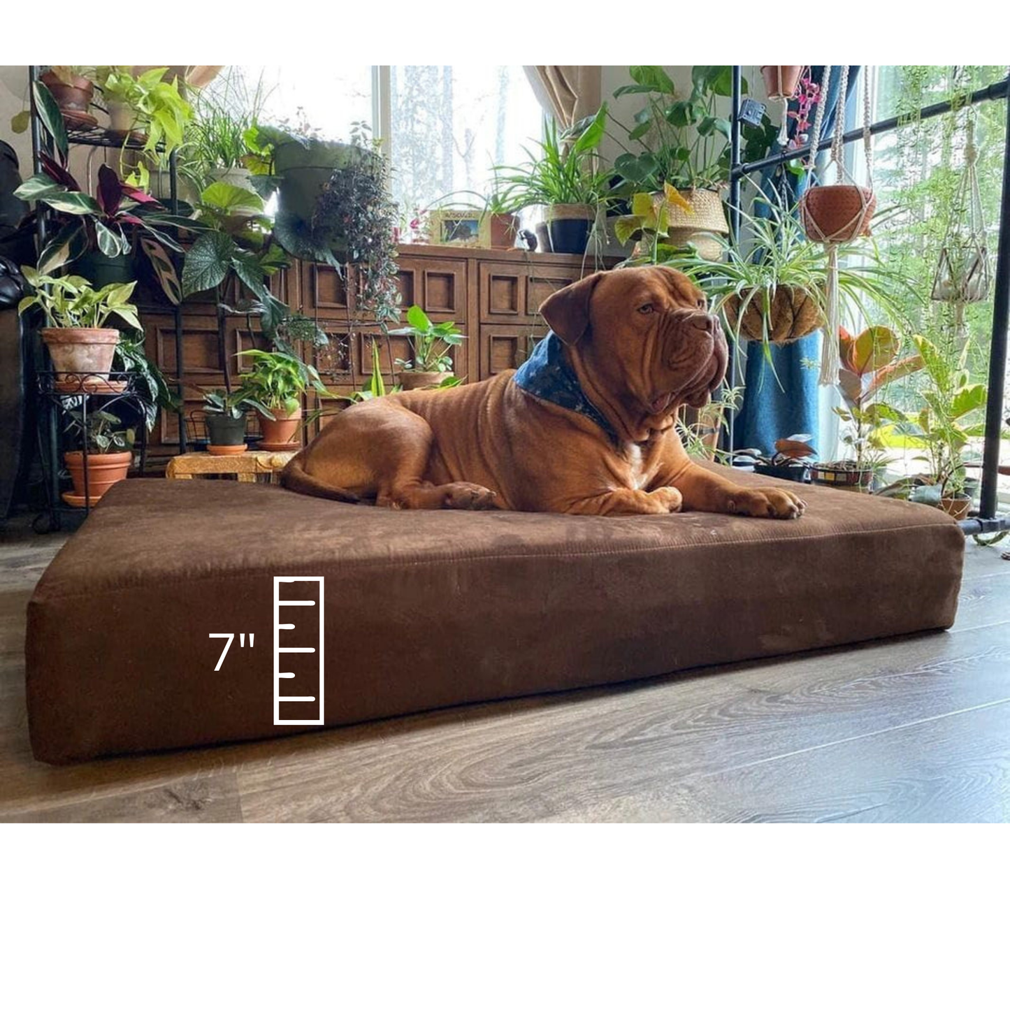 Royal Rest👑🐾